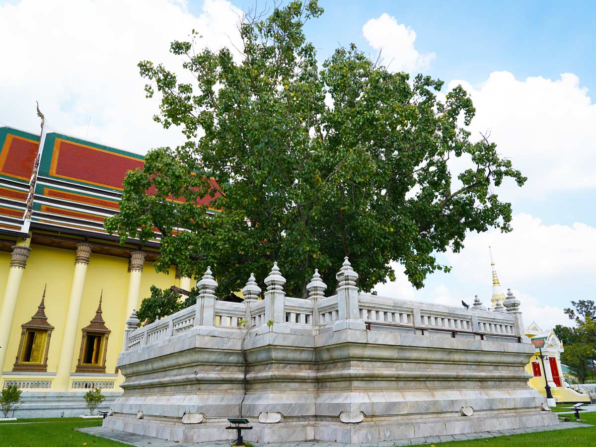 ต้นพระศรีมหาโพธิ์ วัดเทพศิรินทราวาส